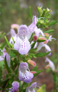 Georgia basil flowers